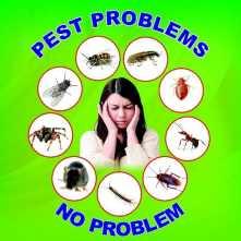 Pest Control Services For Your Home In Kuwait City